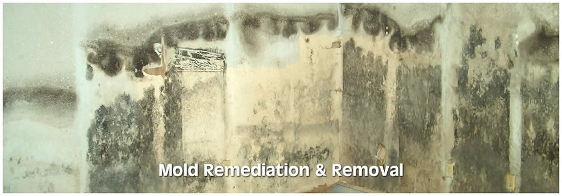 Wisconsin Dells WI Mold Remediation and Removal Services